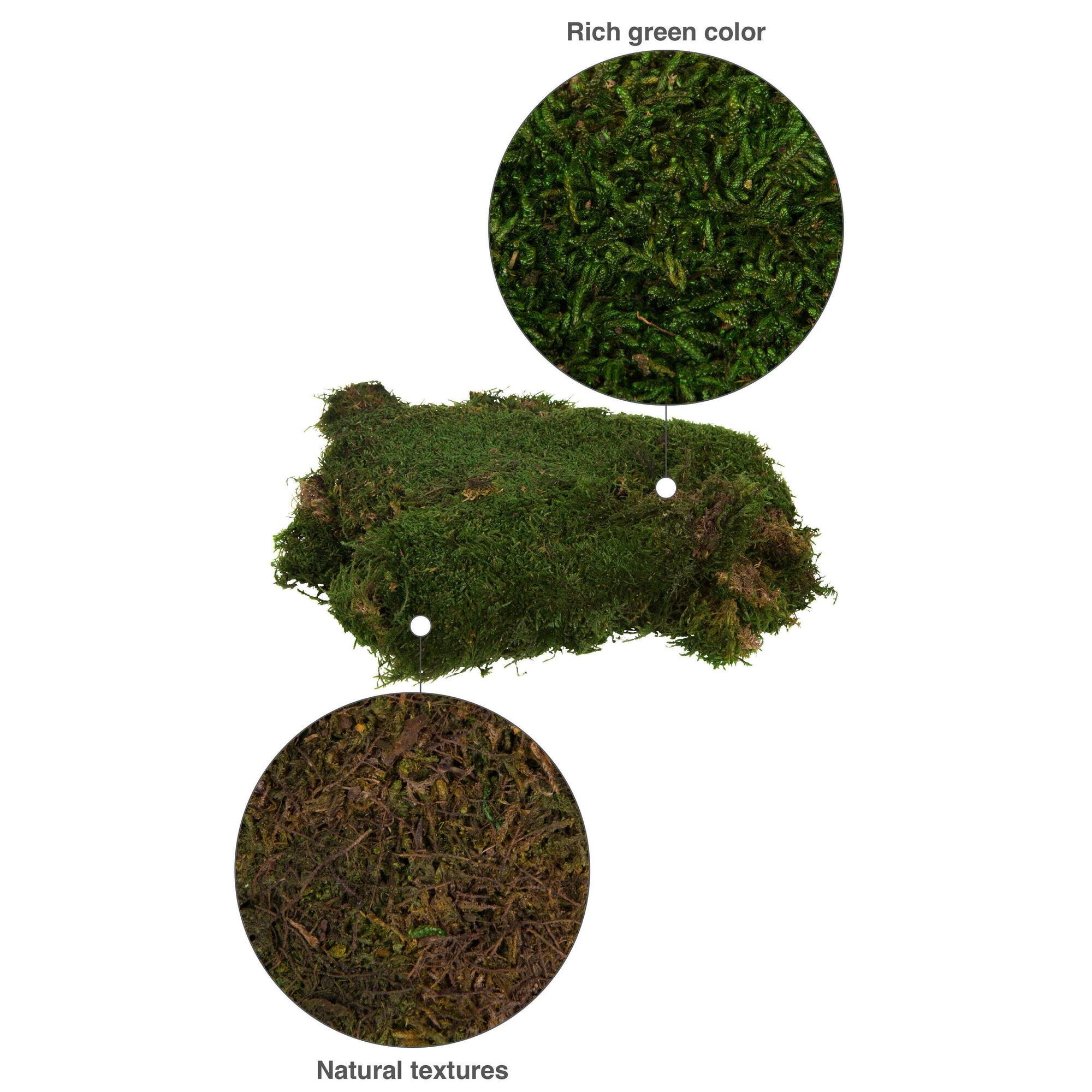 Preserved Green Sheet Moss Bulk Case